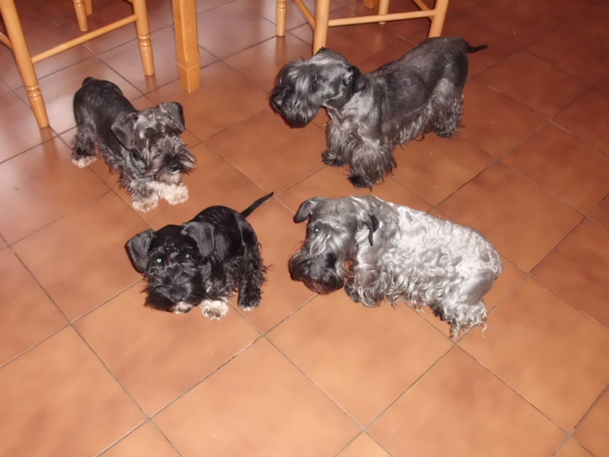 Prckové Granát a Gabra a naše holky Lentilka a Enie